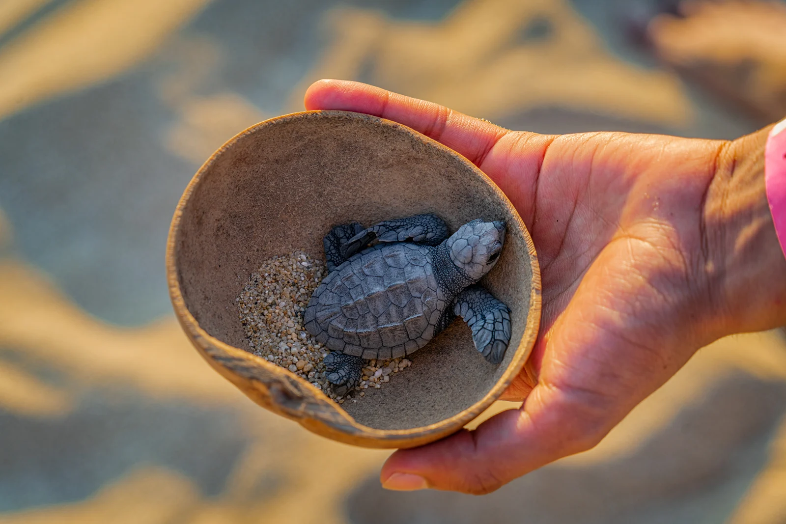 Liberación de Tortugas Marinas en Colima: Un Encuentro Mágico con la Naturaleza y la Conservación