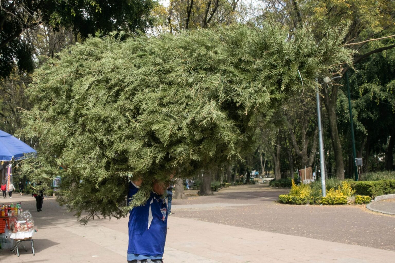 Dándole una segunda vida a tu árbol de Navidad