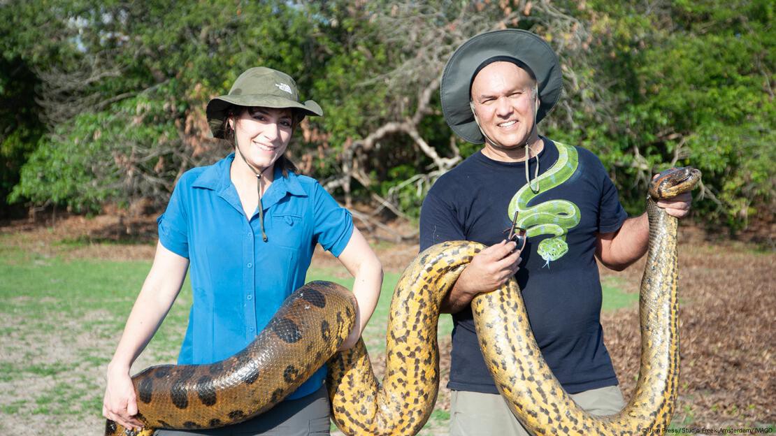 Descubren la anaconda más grande del mundo: una nueva especie en la Amazonía