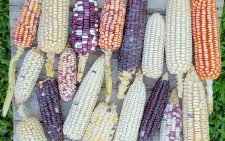 Guardianes de la Milpa: un viaje al corazón de la cocina ancestral en Cuetzalan