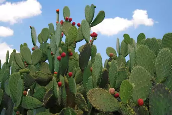 Todo listo para el 3er Concurso de Desespinado de Nopal en el Monumento a la Revolución