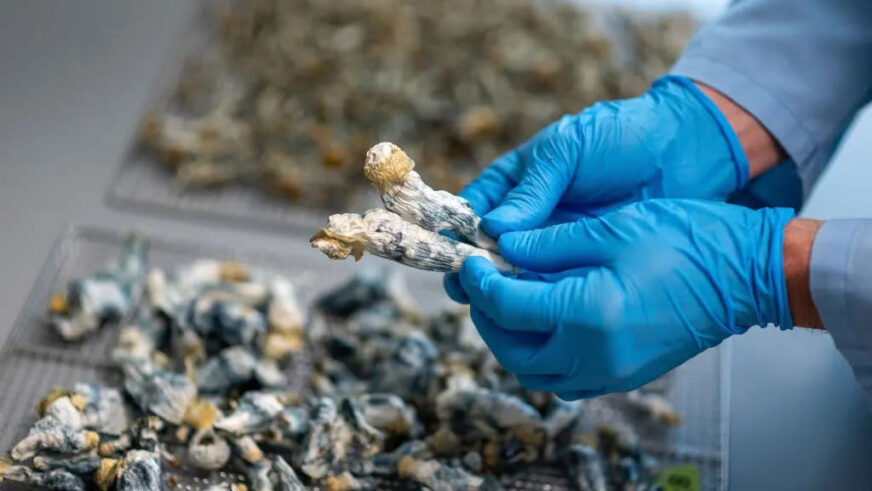 Las «setas mágicas» podrían aliviar la depresión por cinco años tras una sola dosis, según estudio