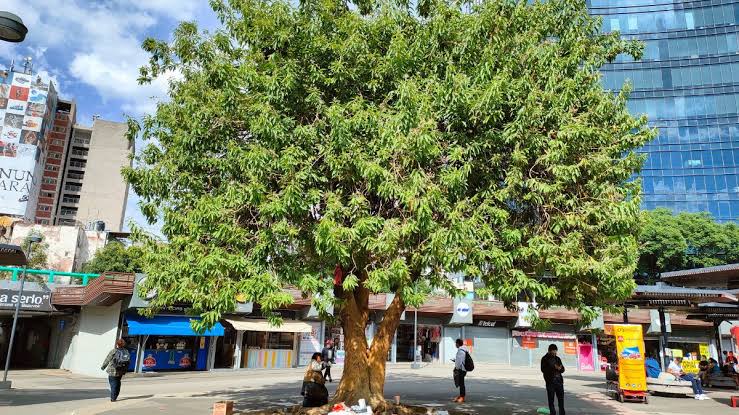 Árboles con alma: nomina a los gigantes naturales que hacen única a la Ciudad de México