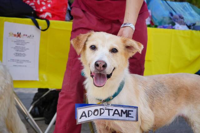 Adopta, convive y aprende: todo listo para el 3er Adoptatón en el Bosque de San Juan de Aragón
