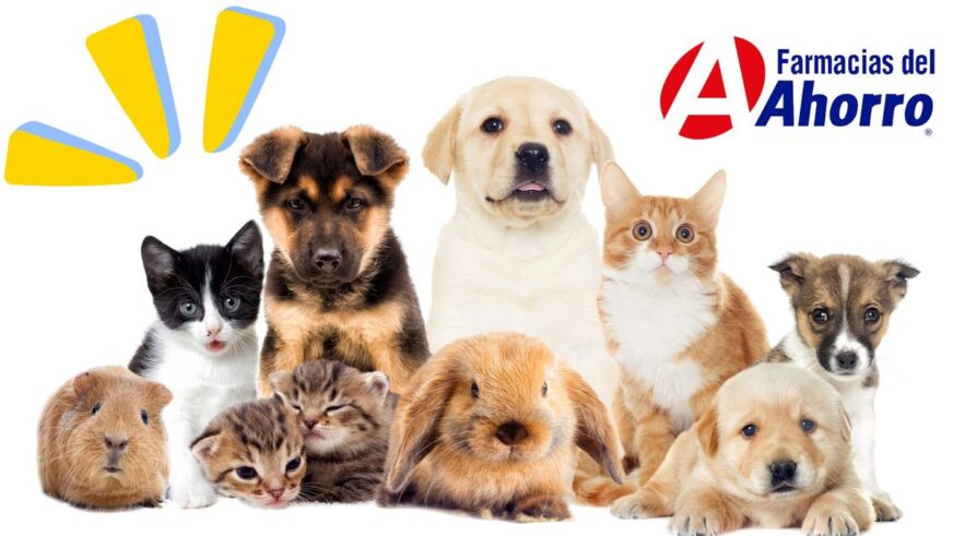 Farmacias del Ahorro se lanza al mundo pet: orientación veterinaria gratis y productos especializados