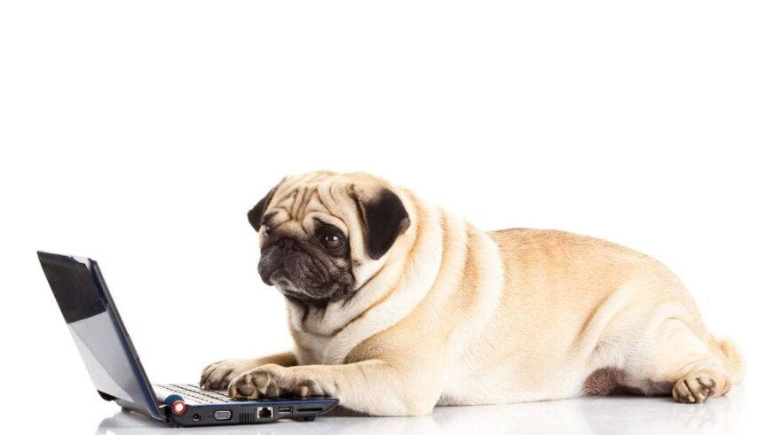 Cómo cuidar a las mascotas con tecnología si pasamos todo el día fuera de casa