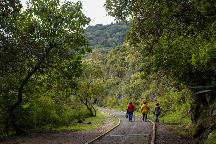 La memoria del bosque en tus manos: explora y crea en el sur de la CDMX