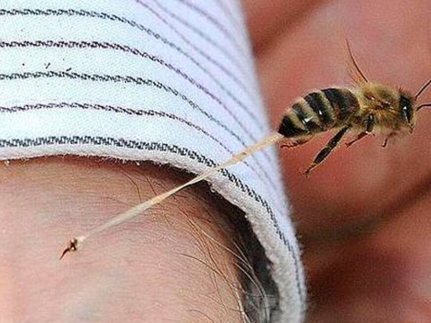 Ni serpientes ni alacranes: las abejas encabezan muertes por veneno en México