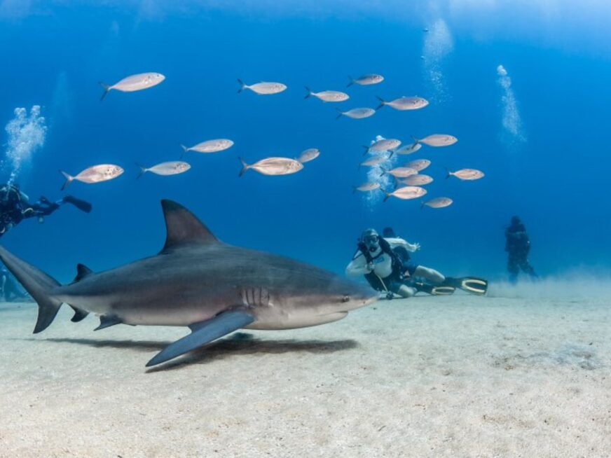 Sinaloa, la puerta al “Acuario del Mundo”: Entre arrecifes, islas y el Gran Acuario Mazatlán, el estado abre sus aguas al turismo de buceo y snorkel