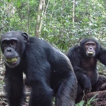 Chimpancés consumen alcohol de manera natural en su dieta, según un estudio de Berkeley