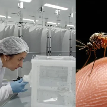 La fábrica de mosquitos en Brasil que busca frenar el dengue con ciencia e innovación