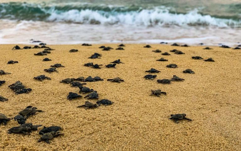 Playa Bamba: el paraíso escondido en la costa oaxaqueña