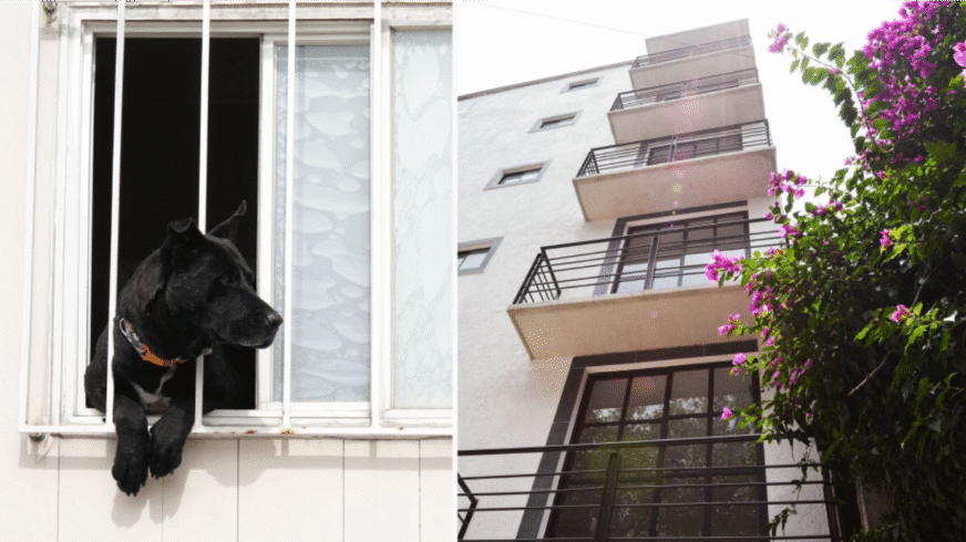 CDMX prohíbe negar rentas a familias con niños o mascotas: así aplicará la nueva ley