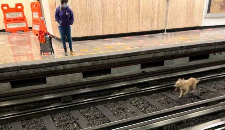 Perrito se pasea por 20 estaciones y genera afectaciones en la Línea 2 del Metro CDMX