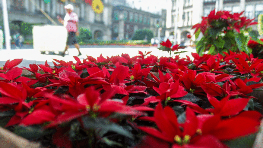 ¿Buscas Nochebuenas? Estos son los mejores puntos de venta en CDMX