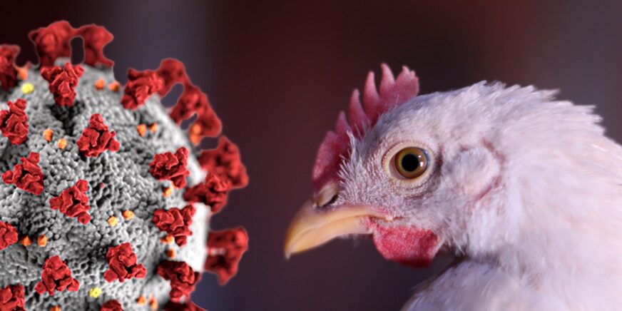 La amenaza silenciosa de la gripe aviar: qué dicen los expertos y por qué el riesgo sigue siendo bajo
