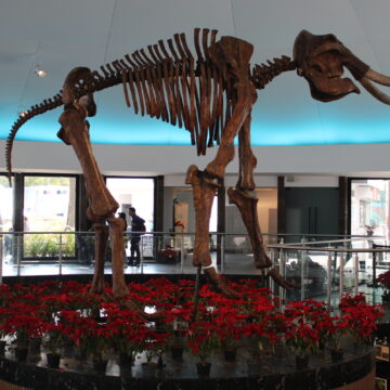 Flores, ciencia y cuentos: así celebrará el Museo de Historia Natural el Día de la Nochebuena