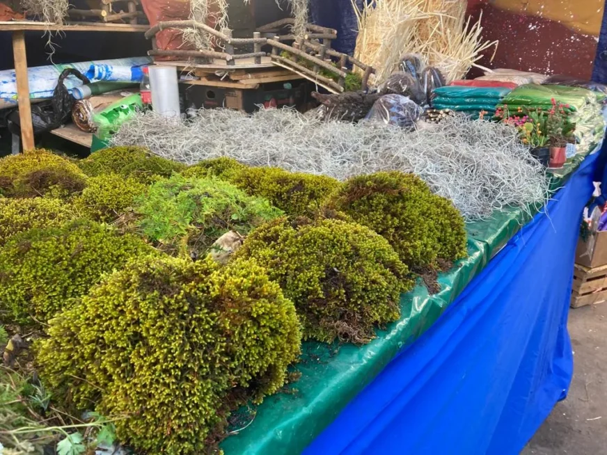 Avanza en el Congreso la agenda verde: actualizaciones al arbolado, regulación de musgo y semillas endémicas