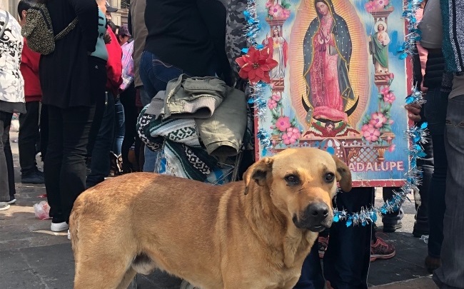 “Perrito Peregrino 2025”: redoblan acciones ante abandono de mascotas en la Basílica