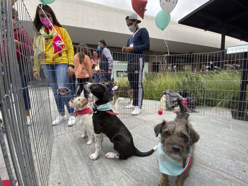 Gobierno capitalino presenta la Utopía Canina y refuerza su estrategia de protección animal