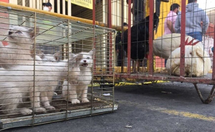 Anuncian operativos en Mercado de Sonora por comercio ilegal de animales