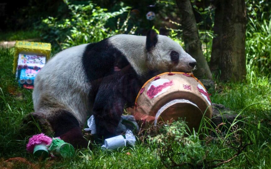 Japón se queda sin pandas: el adiós a Xiao Xiao y Lei Lei marca el fin de una era
