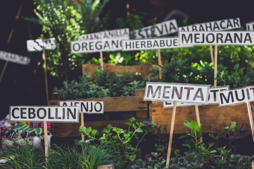 Tu botiquín prehispánico: primeros auxilios con plantas medicinales mexicanas