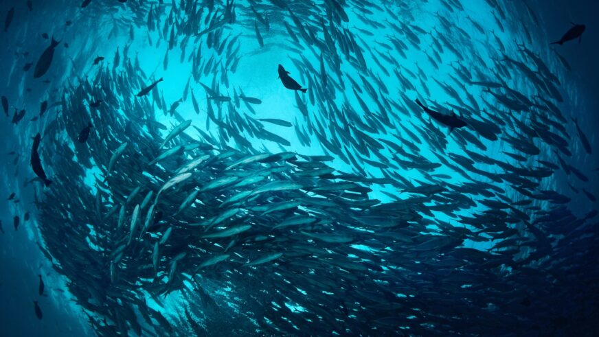 El calentamiento de los océanos reduce hasta 20% anual la biomasa de peces en el hemisferio norte