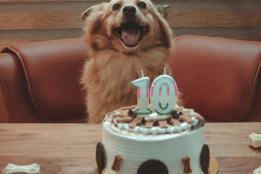 ¿Dónde comprar pasteles para perros y gatos en CDMX? Las opciones más ricas y seguras