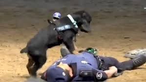 Paco, perro policía que realiza RCP, se vuelve viral