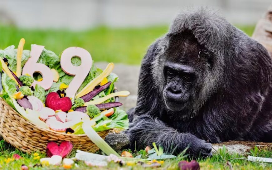 Fatou, la gorila más longeva del mundo, celebra 69 años bajo cuidados especiales en Berlín